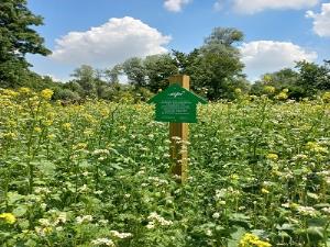 Fioritura 2022 nel parco