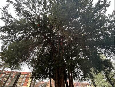 Terminata la potatura degli alberi monumentali